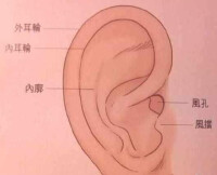耳廓
