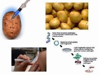 加入乙肝疫苗的轉基因土豆