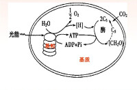 ATP連接了光合、代謝和遺傳
