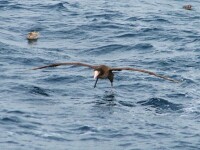 短尾信天翁3-未成鳥飛行