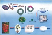 植物基因轉染應用過程