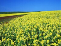 油菜花田