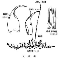 灰蘚屬