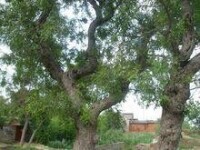 千年酸棗樹
