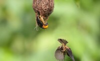 織布鳥屬