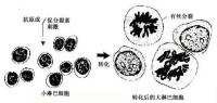 淋巴細胞的轉化過程示意圖