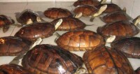 擬水龜屬日本石龜