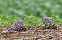 山斑鳩 圖冊集