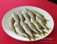 金溪石斑魚