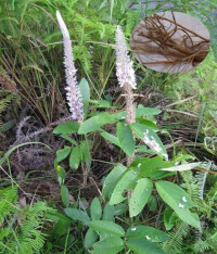 風尾草