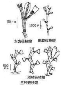 藪枝螅