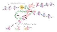 RPA介導DNA複製偶聯的核小體組裝模型