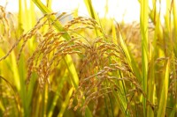 原陽水稻