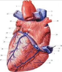 心臟後面觀