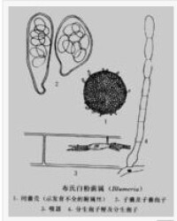 白粉菌目