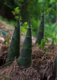 竹筍的圖片