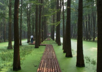 李中水上森林公園1