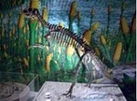蒙古鸚鵡嘴龍的骨骼化石 