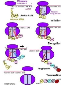 核糖體：多肽合成場所，能與信使RNA結合