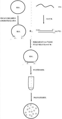 DNA連接