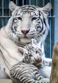 深圳野生動物園