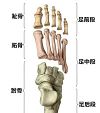 自由下肢骨