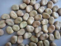 蓮花豆的原料——蠶豆
