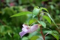 銳齒鳳仙花（Impatiens arguta）