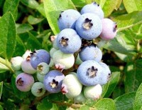 矮叢藍莓