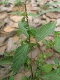 鐵莧菜族植物