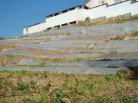 大坪子自然村[雲南保山昌寧縣灣甸鄉芒回村委大坪子自然村]