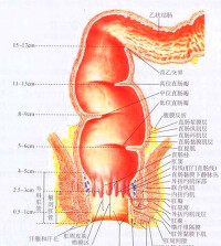 肛門