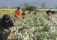圖2 當地農民採摘黃山貢菊