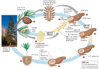 裸子植物的生活史和有性生殖