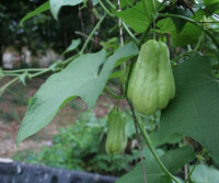 胎生植物