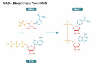 NAD+ Biosynthesis from NMN