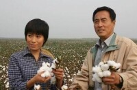 棉花兒盛開