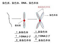 DNA病毒增殖方式