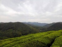 大梅山風景—茶園