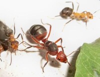 褐色脊紅蟻（Myrmicaria brunnea）的蟻后與其它螞蟻的圖片