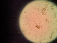 酵母菌顯微圖