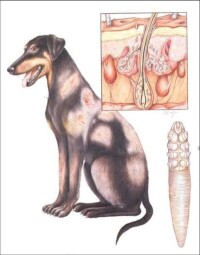 犬蠕形蟎病