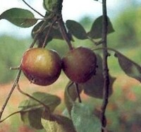 新疆野蘋果