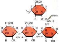 澱粉中的兩種連接鍵