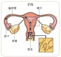 卵子示意圖