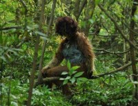 野人[未被證實存在的靈長目動物]