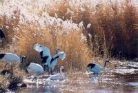徠黑龍江東湖濕地省級自然保護區