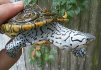 龜科鑽紋龜