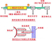 核纖層