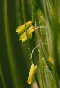 小麥花